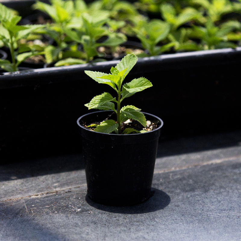 荷兰薄荷幼苗 小苗 留兰香 绿薄荷 香草香料驱蚊驱虫好种绿植盆栽
