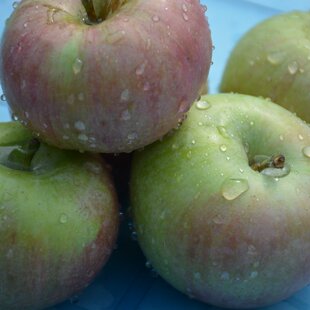 密云山区 正宗老树国光小苹果 酸甜20年树龄 新鲜水果 5斤装包邮