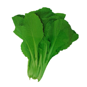 四季青梗小白菜种子蔬菜种子四季播套餐阳台种菜庭院田园简单易活