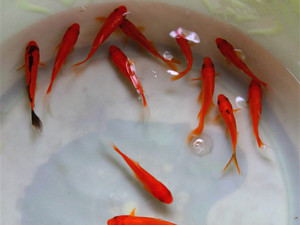 冷水观赏鱼红草鱼草 span class=h>金鱼 /span>红鲤鱼活体饲料鱼锦