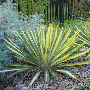 【嘉瑞】金心丝兰yucca filamentosa'color guard'2加仑盆栽苗