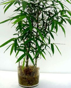 【奇特植物佛肚竹圖片】奇特植物佛肚竹圖片大全 - q友網