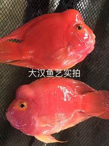 【红鹦鹉鱼价格】最新红鹦鹉鱼价格\/批发报价