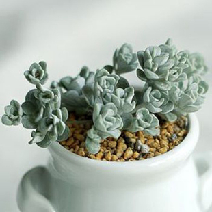 进口多肉植物【白霜有香味】防辐射绿植盆栽创意迷你植物花卉