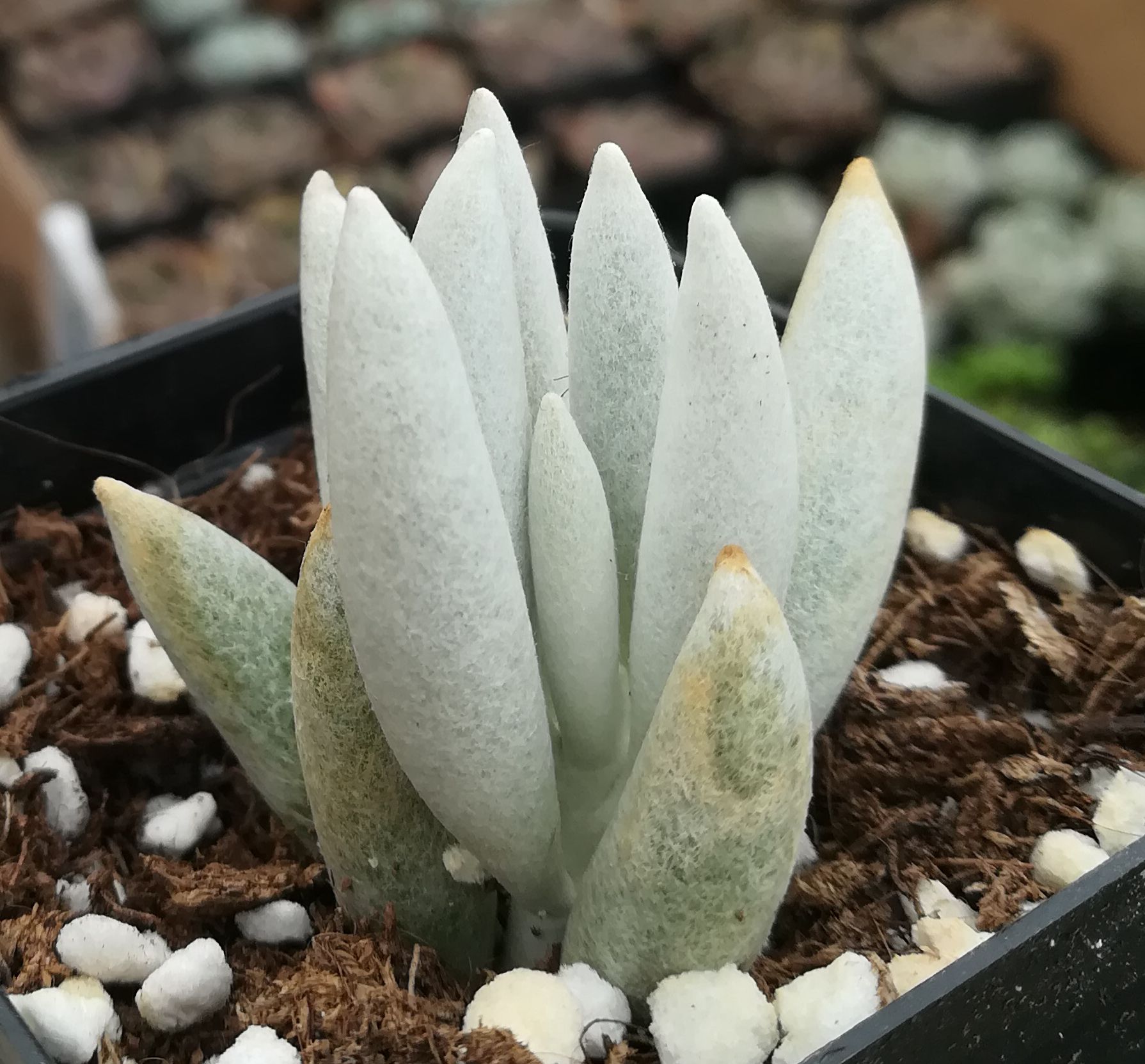 进口多肉植物【银月】防辐射绿植盆栽创意迷你植物花卉