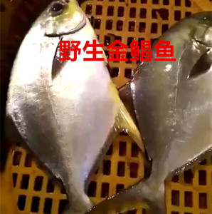 【舟山小鲳鱼价格】最新舟山小鲳鱼价格\/批发
