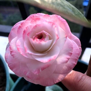 格蕾丝茶花六角奥伯顿绿植 span class=h>花瓣 /span>白底红边盆栽 