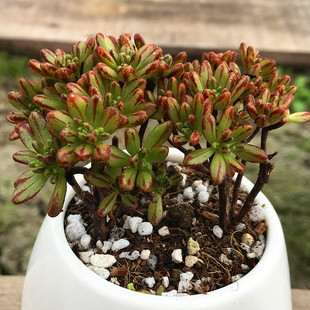 燕子多肉园|多肉植物【丸叶小人祭】带盆发货/喜光照/多肉小盆栽