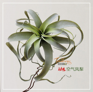 高档仿真空气凤梨草霜白植绒动感假肉肉质沙漠植物墙壁顶装饰花艺