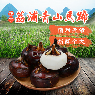 广西桂林特产荔浦新鲜马蹄荸荠大果嫩脆甜无渣新鲜水果蔬菜5斤装