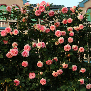 進口歐月 龍沙寶石月季花苗 粉龍月季玫瑰花苗 開花機器賽薔薇花