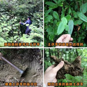 野生土茯苓新鲜图片