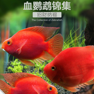 熱帶觀賞血鸚鵡魚發財魚活體中大小型魚苗淡水元寶金剛紅財神包郵