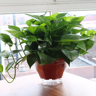 大绿萝花吊兰办公室内装修乔迁吸甲醛净化空气常绿叶绿箩盆栽绿罗