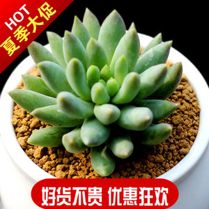 五十铃玉 多肉植物喜阴喜水多肉植物