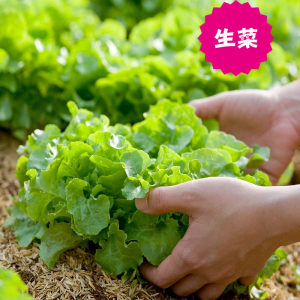 【农科院蔬菜种子价格】最新农科院蔬菜种子价