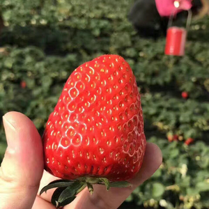  span class=h>北京 /span>新鲜 span class=h>水果 /span>红颜奶奶油