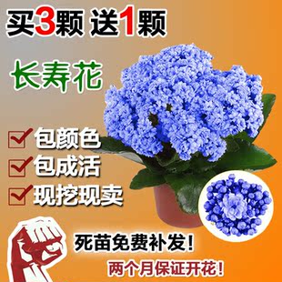 3棵包邮重瓣长寿花苗 盆栽长寿花小苗防辐射多肉植物 当年开花