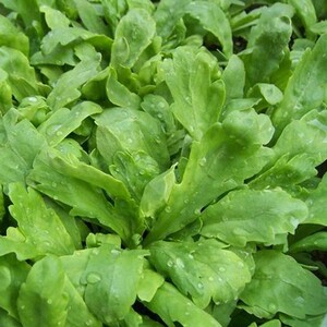 class=h>茼蒿 /span>种子 阳台庭院盆栽 阳台菜籽  span class=h>茼蒿