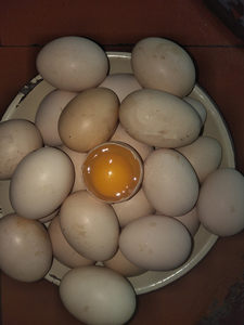 正宗农家散养新鲜日本可生食无菌土鸡蛋毛蛋  span class=h>鸡胚蛋 