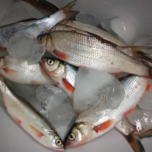 小黄鱼鲜野生图片