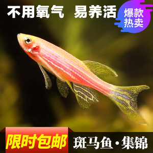 斑马鱼活体免邮批发图片