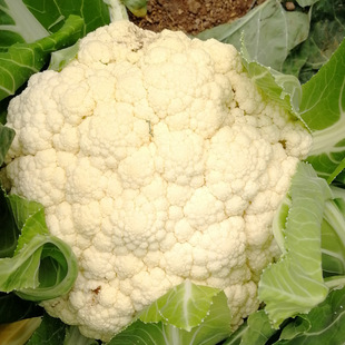 有机汇 年货有机白花菜现摘现发蔬菜宝宝辅食时令蔬菜500g发顺丰