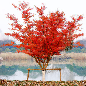 【日本红枫四季红盆景价格】最新日本红枫四季
