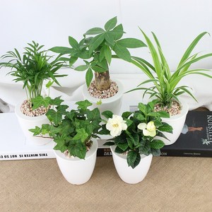 class=h>盆栽 /span>客廳小盆景綠植組合四季常青室內真花招財淨化