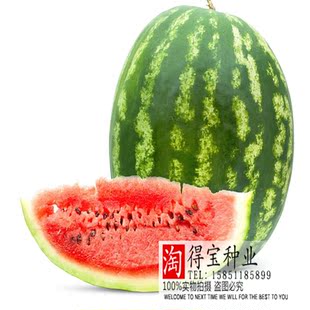 杂交花皮红壤西瓜种子 郑杂5号西瓜抗病易做果 果肉脆沙田园种植