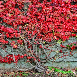 藤本攀援植物美國五葉地錦庭院爬藤紅三葉爬山虎苗陽臺盆栽爬牆虎