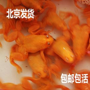 美彩龙鱼饲料金龙鱼银龙鱼用饲料活体龙鱼颗粒