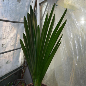 长春高端君子兰精品小苗立板插座水晶麻脸 油