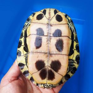 小乌龟活体外塘 span class=h>巴西龟 /span>大龟宠物观赏巴西翠龟