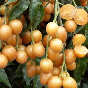  span class=h>黄皮 /span> span class=h>果 /span>3斤海南三亚 span