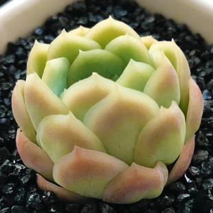 多肉植物柠檬贝瑞巨型一箱按斤卖多年生超萌大株稀有多肉老桩绿植