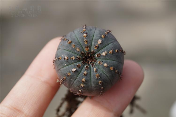 艳肌士童 籽播仙人球多肉植物