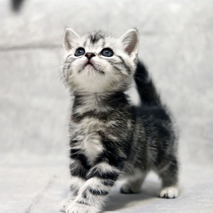 [米酱猫舍]宠物猫咪活体美短标斑银虎斑猫纯种cfa美国短毛猫*已定
