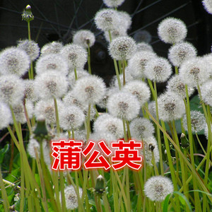 景觀綠化花種子耐寒早春 span class=h>花卉 /span>花籽觀花植物花海