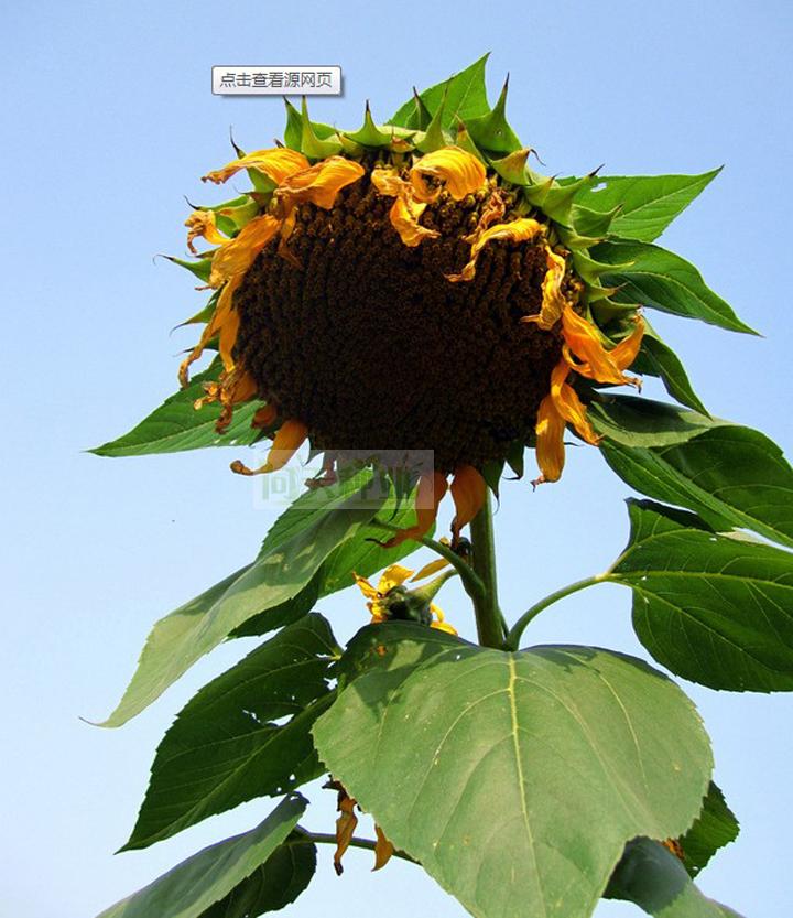 【食用向日葵種子】露天菜園專用大型向日葵種子 牙籤瓜子種子