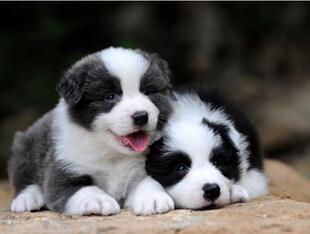 健康宠物智商高的狗狗边境牧羊犬幼犬飞盘王