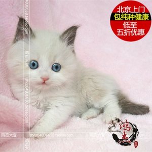 纯种布偶猫幼猫活体 北京家养布偶猫 蓝眼睛布