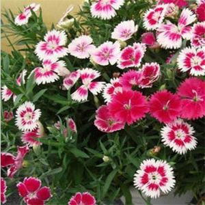 花卉秋天多年生矮生花草植物金莲花旱金莲种子