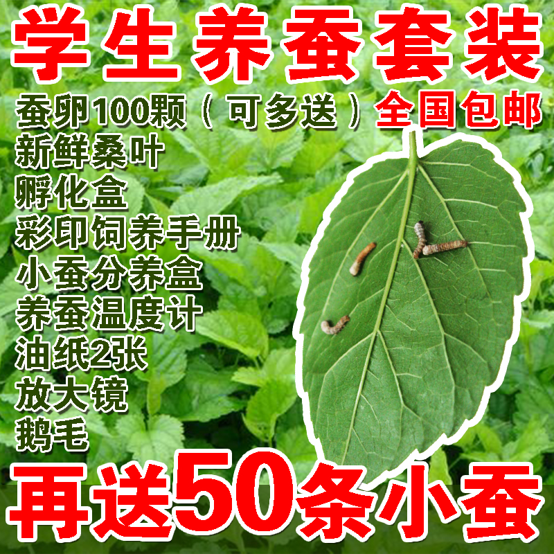 养蚕的方法和步骤列表 养蚕的技巧和方法