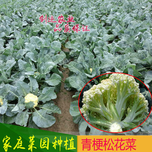 秋播蔬菜种子