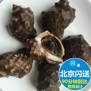 【鲜活大海螺图片】鲜活大海螺图片大全_好便宜网
