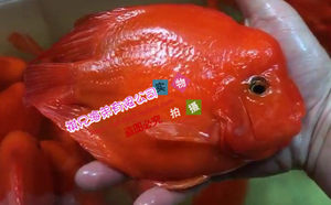 起头元宝鹦鹉鱼 元宝鹦鹉 血鹦鹉 鹦鹉鱼 18-20厘米
