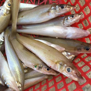 鲜鱼