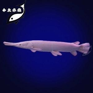 【龙鱼配鱼图片】龙鱼配鱼图片大全