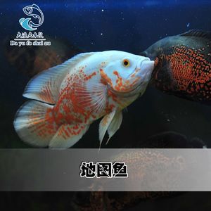 银龙鱼热带观赏鱼大型鱼龙鱼风水鱼水族鱼缸宠